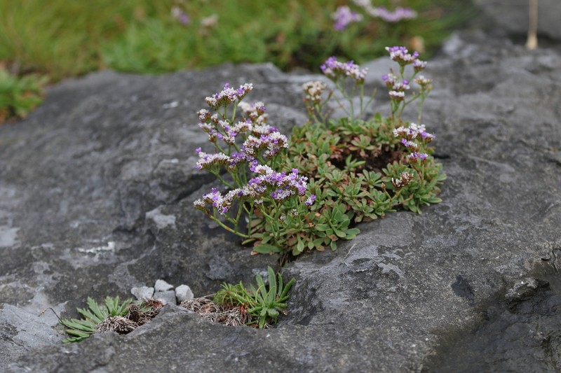 Limonium pseudotranswallianum photo 6