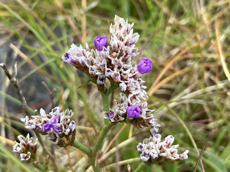 Limonium pseudotranswallianum photo 7