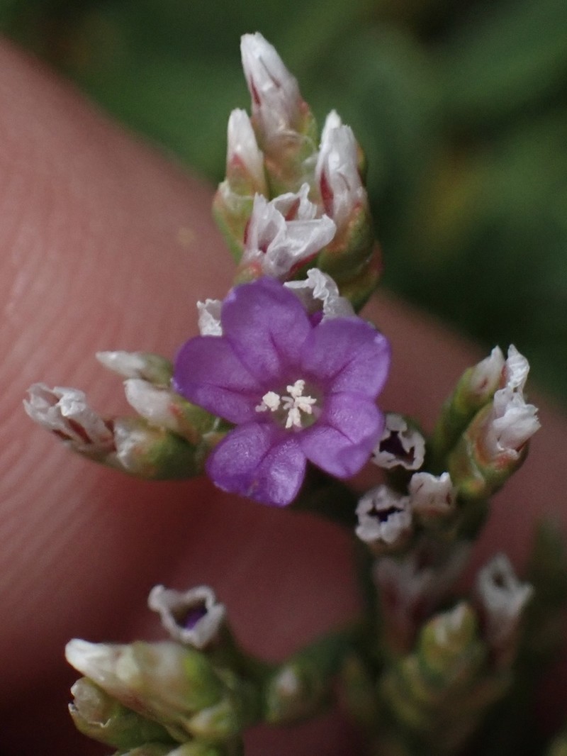 Limonium pseudotranswallianum photo 8