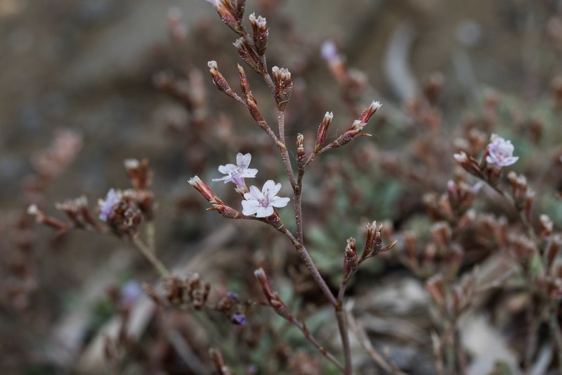 Limonium pusillum