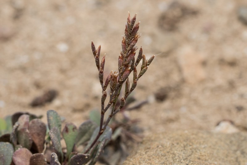 Limonium pusillum photo 2