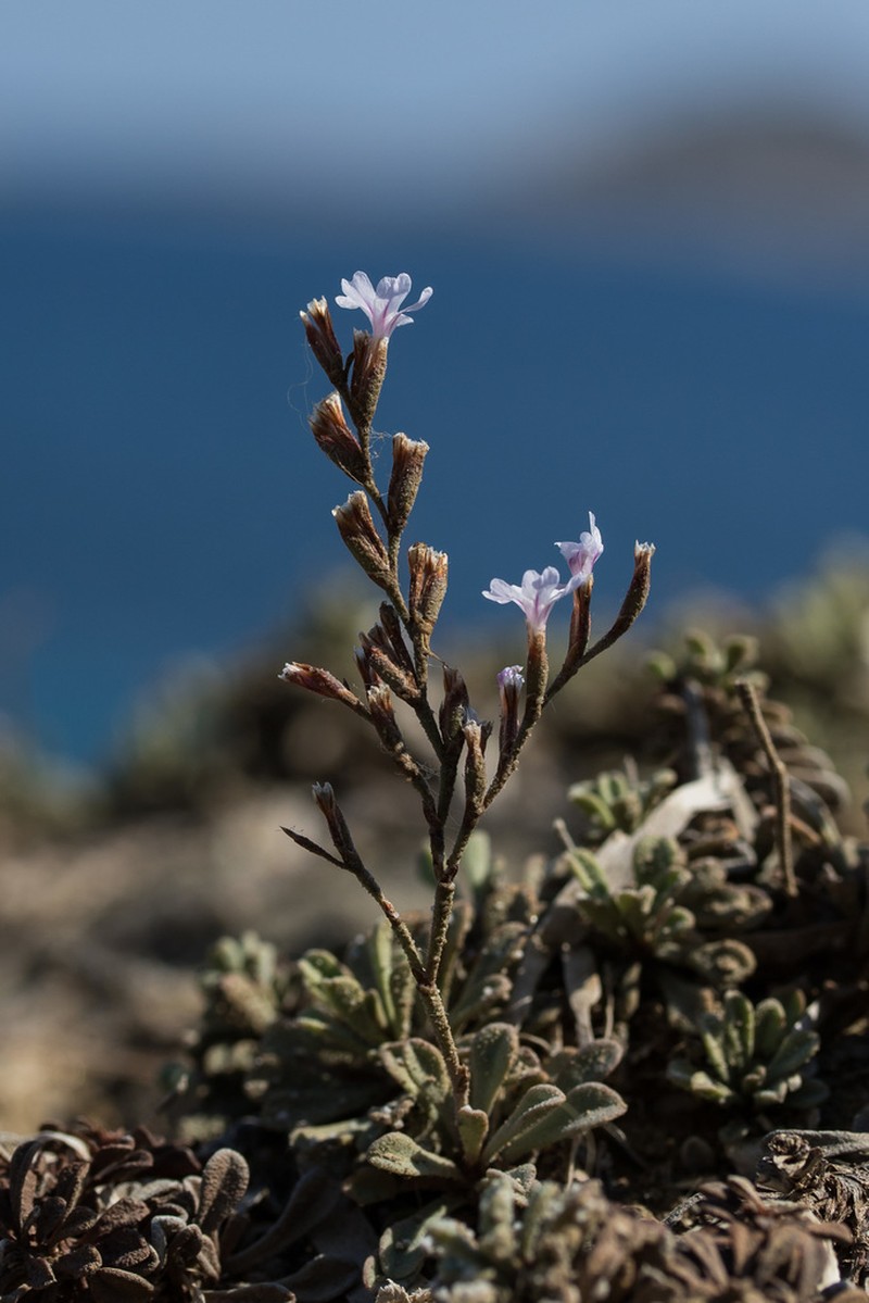 Limonium pusillum photo 3