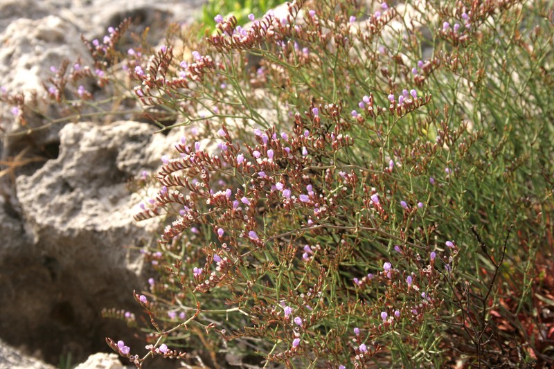 Algerian Sea Lavender