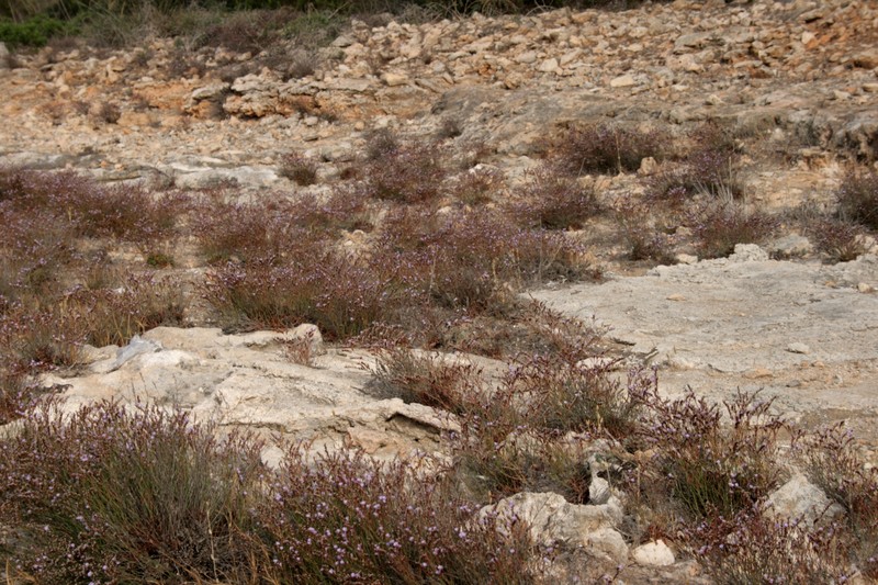 Algerian Sea Lavender photo 4