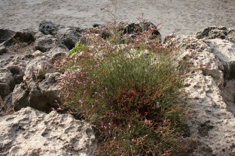 Algerian Sea Lavender photo 5