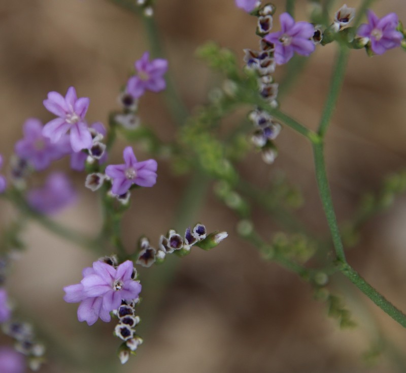 Algerian Sea Lavender photo 2