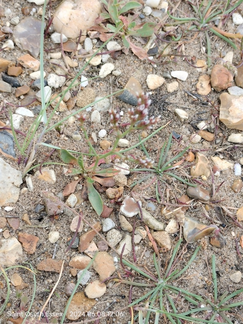 Limonium saxonicum