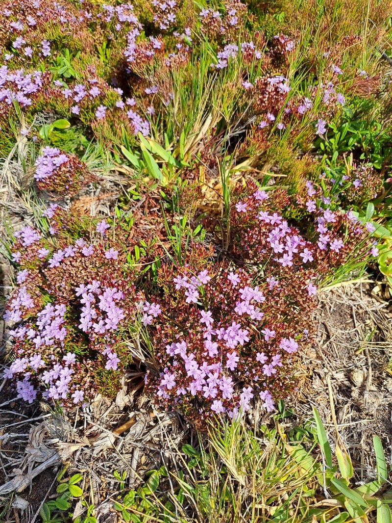 Limonium scabrum var. scabrum