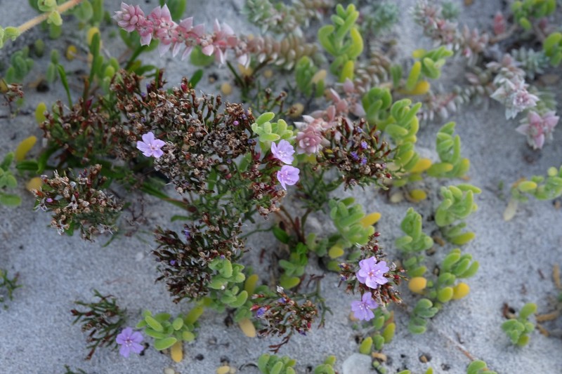 Limonium scabrum var. scabrum photo 2