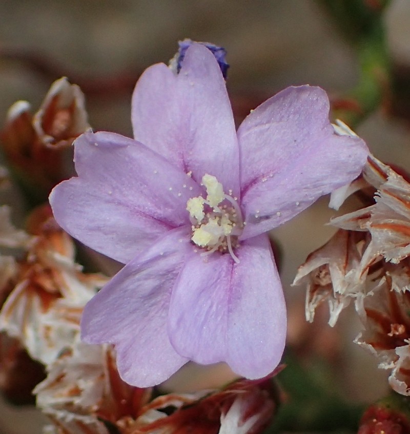 Limonium scabrum var. scabrum photo 3