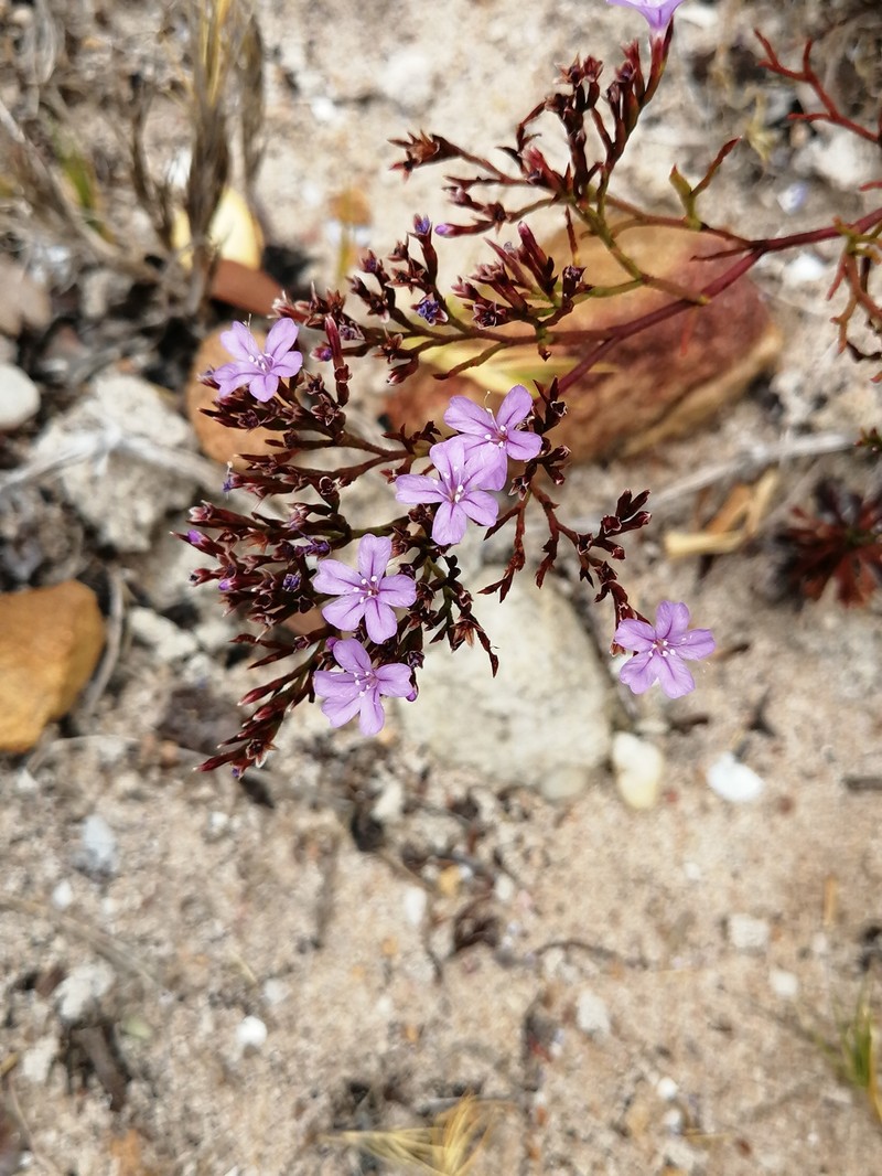 Limonium scabrum var. scabrum photo 4