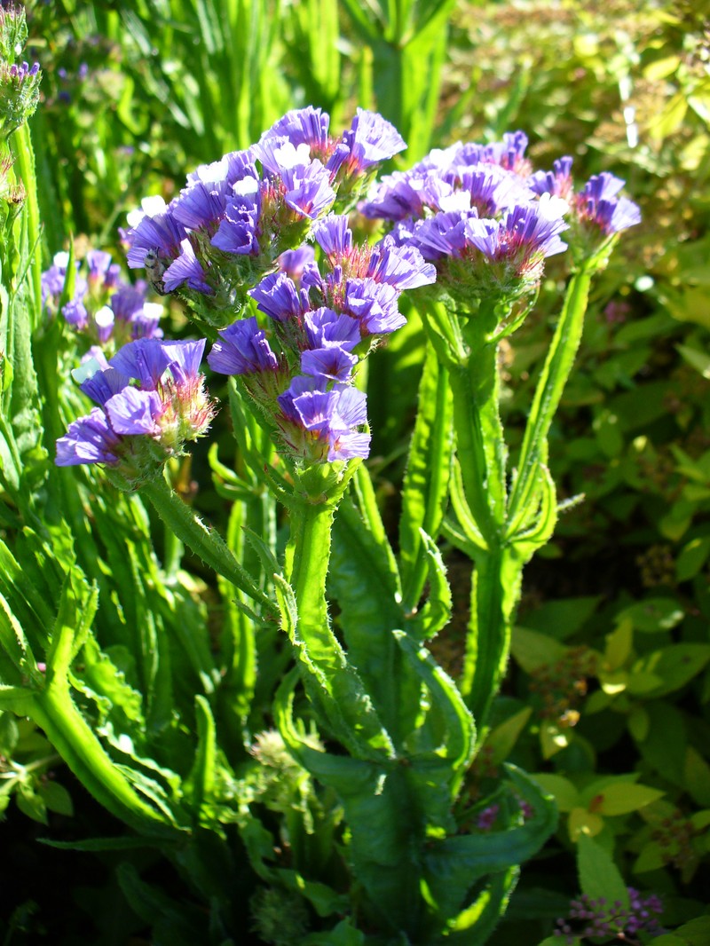 Wavyleaf Sea Lavender photo 4