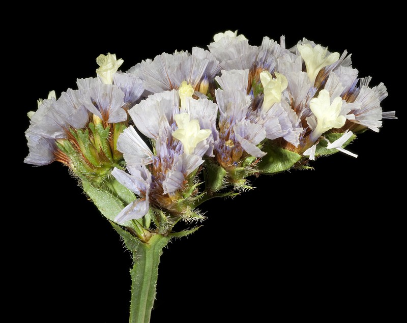 Wavyleaf Sea Lavender photo 2