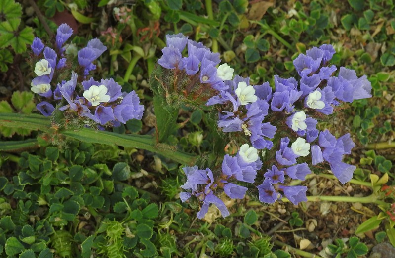 Wavyleaf Sea Lavender photo 3