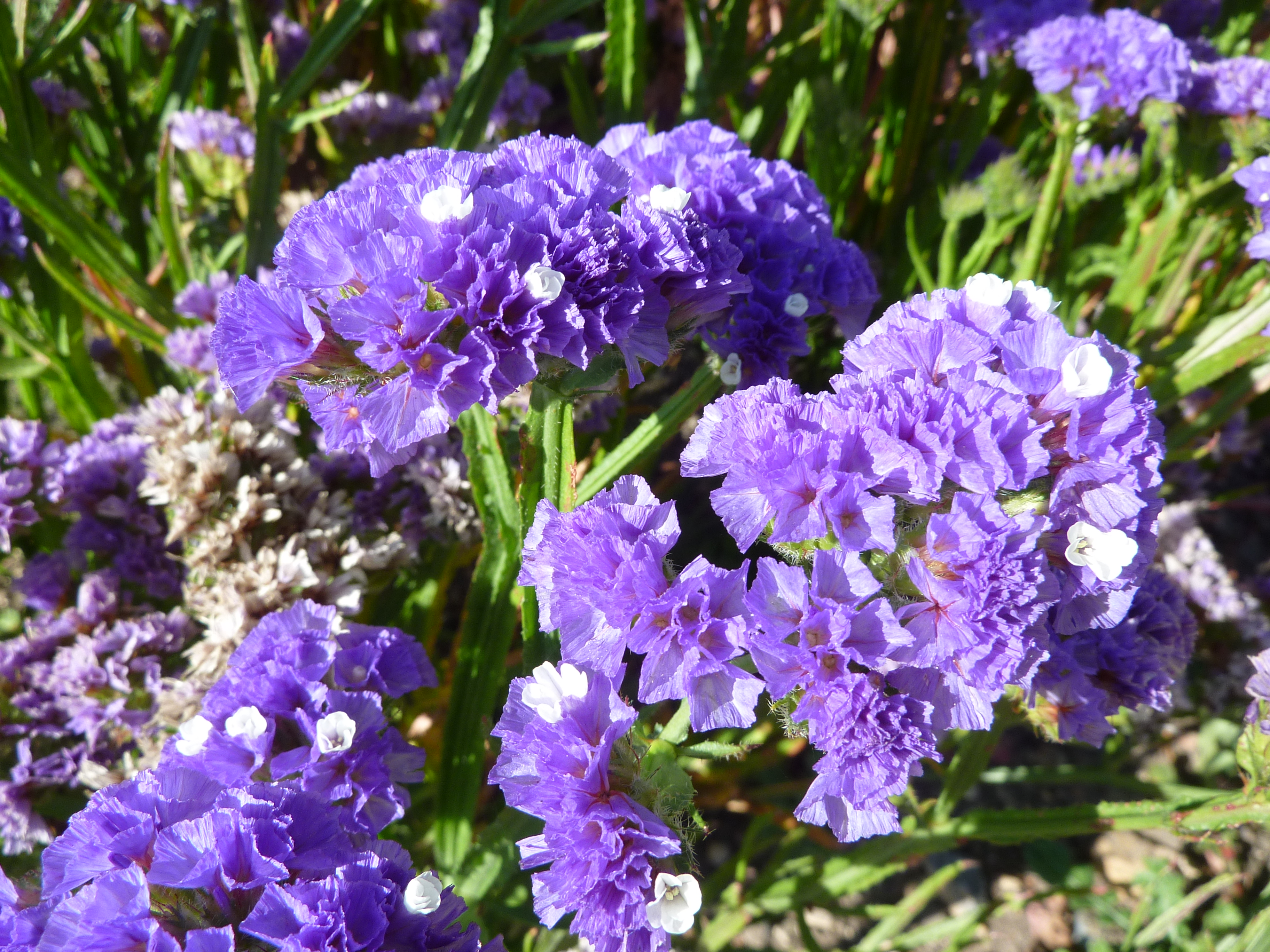 Wavyleaf Sea Lavender photo 5