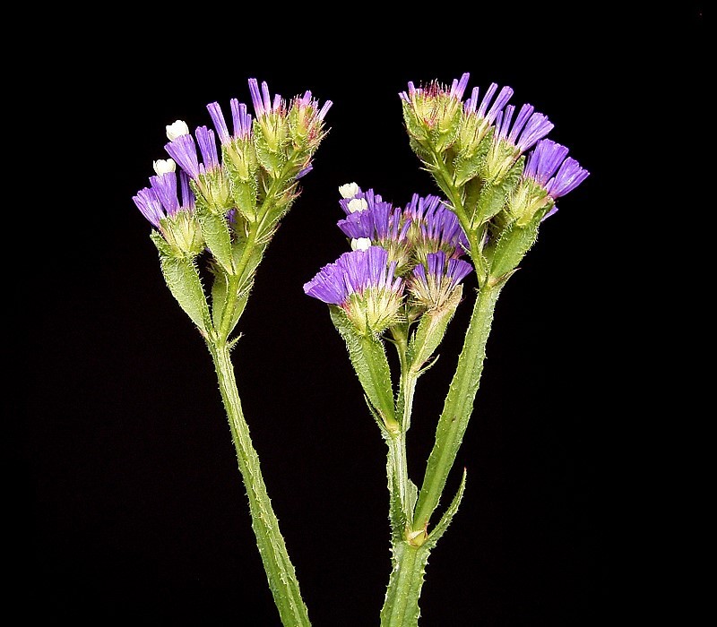 Wavyleaf Sea Lavender photo 6