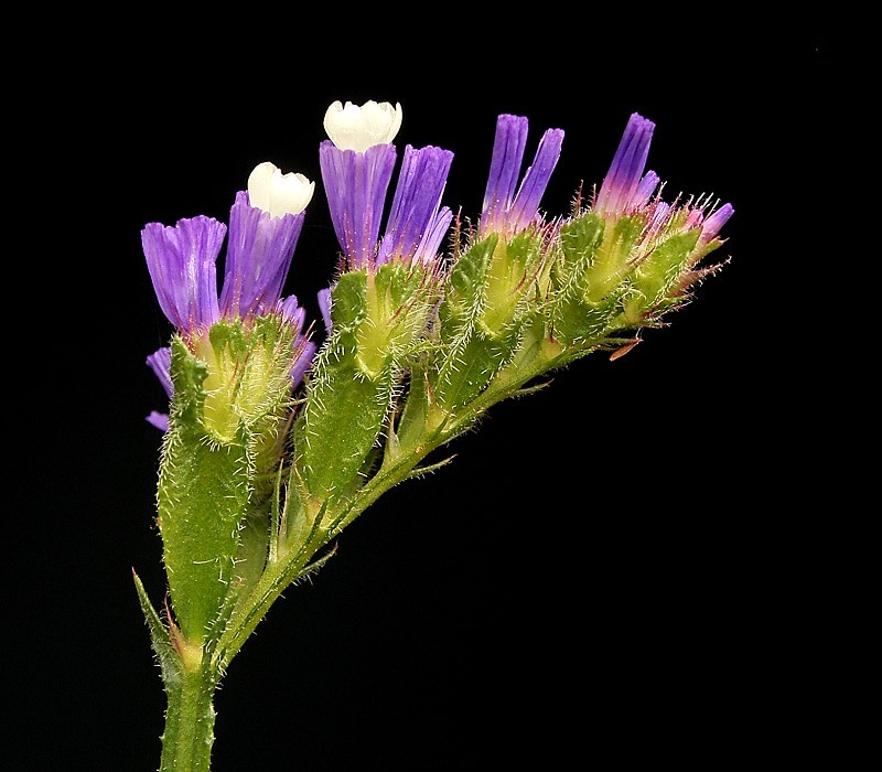 Wavyleaf Sea Lavender photo 7