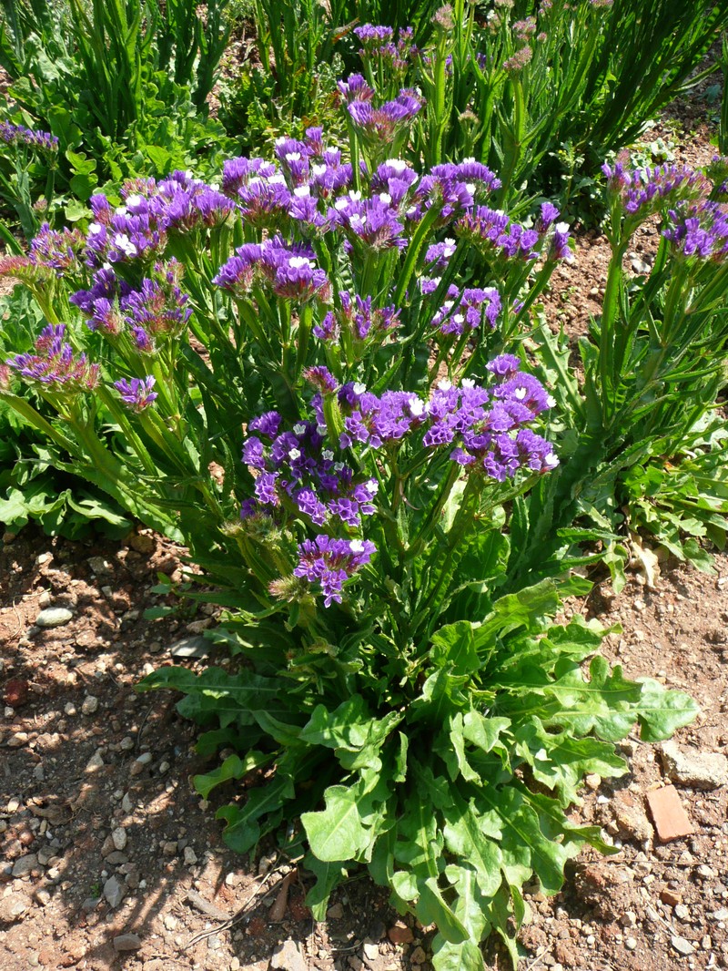 Wavyleaf Sea Lavender