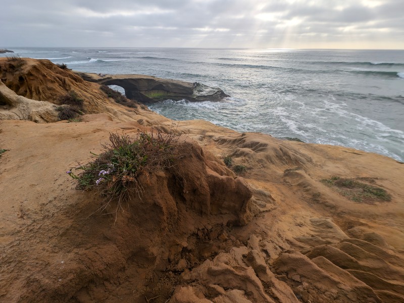 Wavyleaf Sea Lavender photo 8