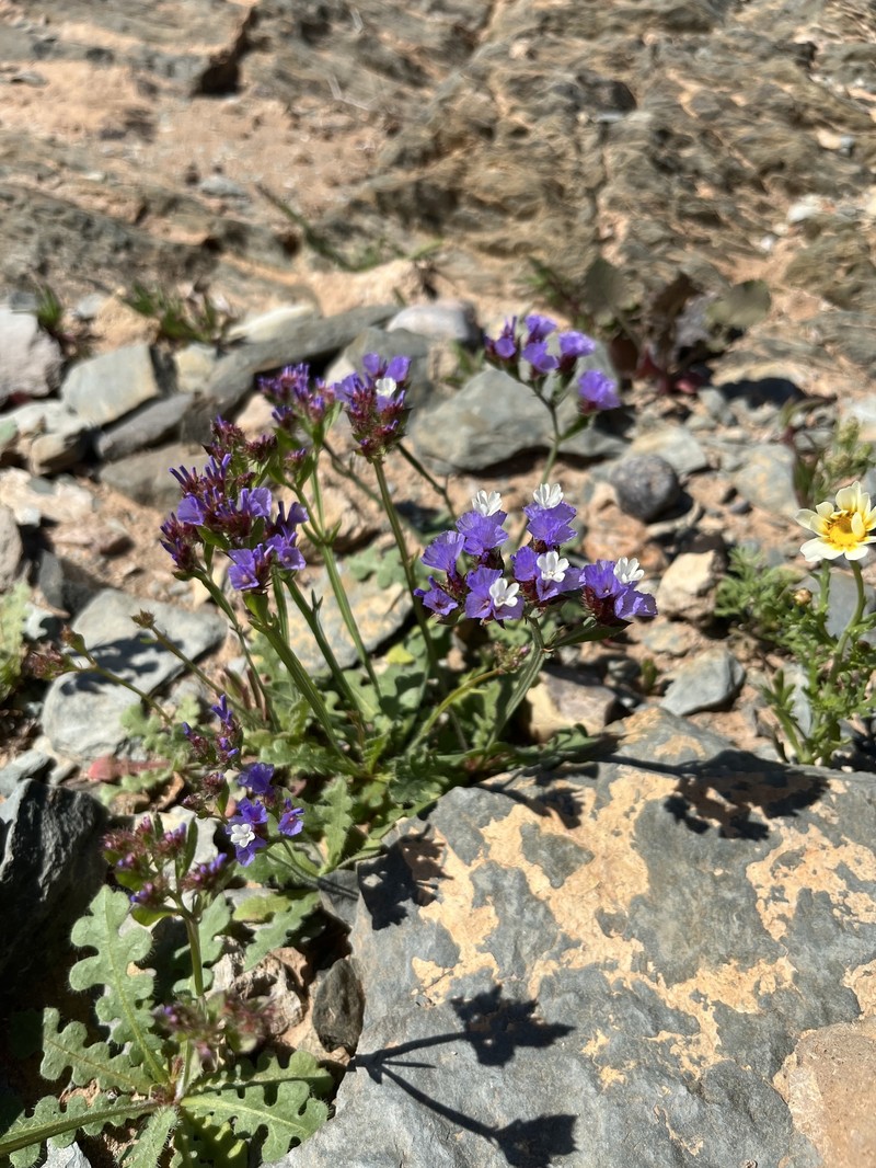 Limonium sinuatum subsp. beaumierianum