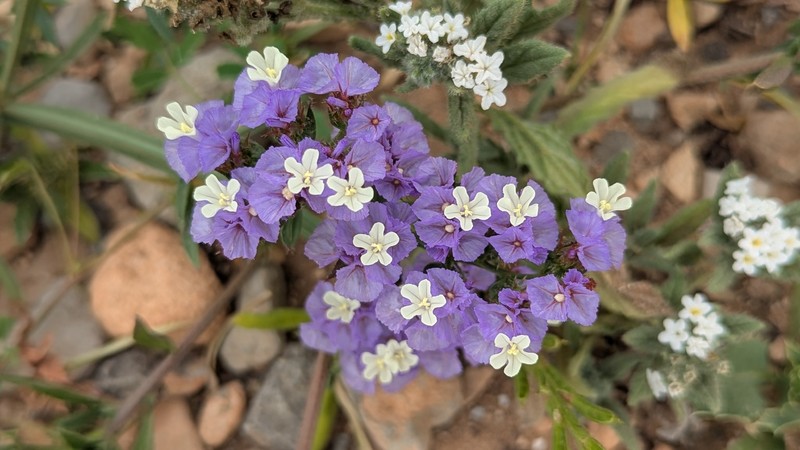 Limonium sinuatum subsp. beaumierianum photo 2