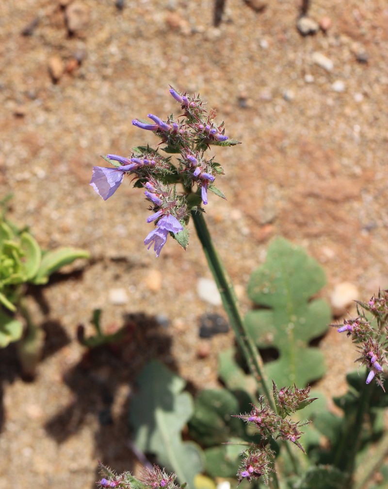 Limonium sinuatum subsp. beaumierianum photo 3