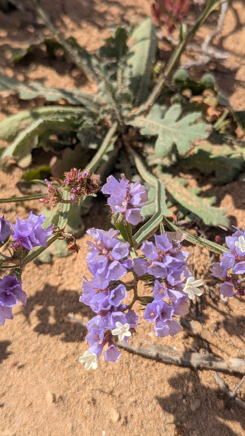 Limonium sinuatum subsp. beaumierianum photo 4