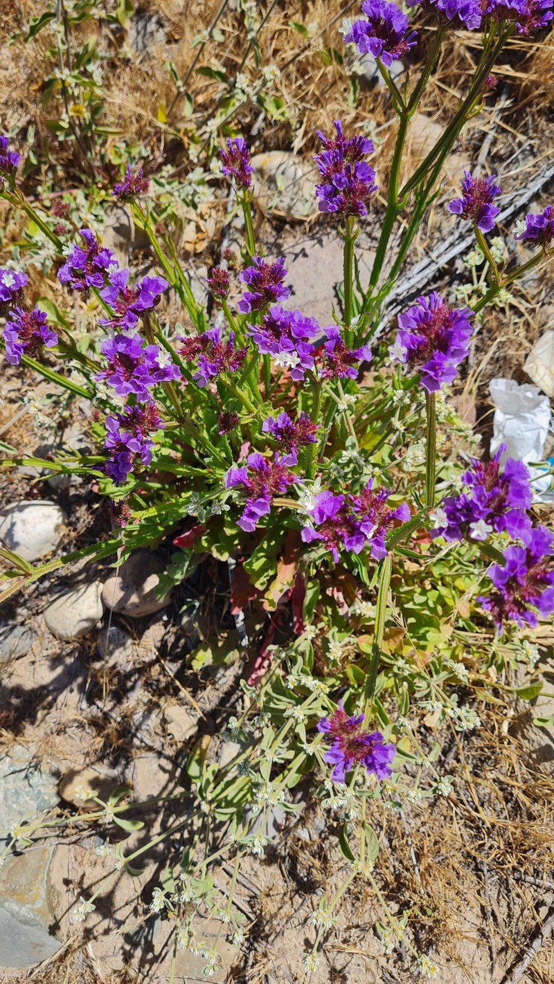 Limonium sinuatum subsp. sinuatum