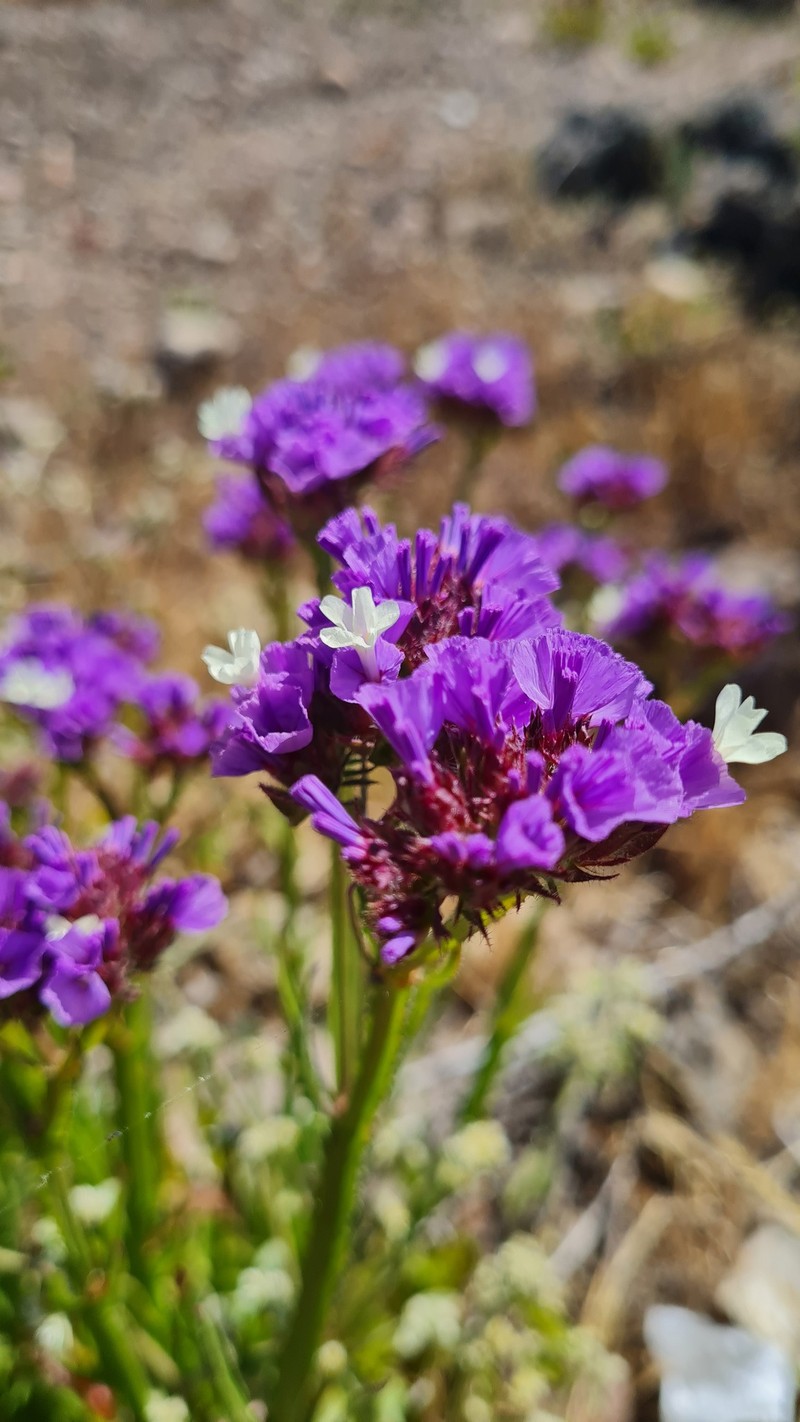 Limonium sinuatum subsp. sinuatum photo 2