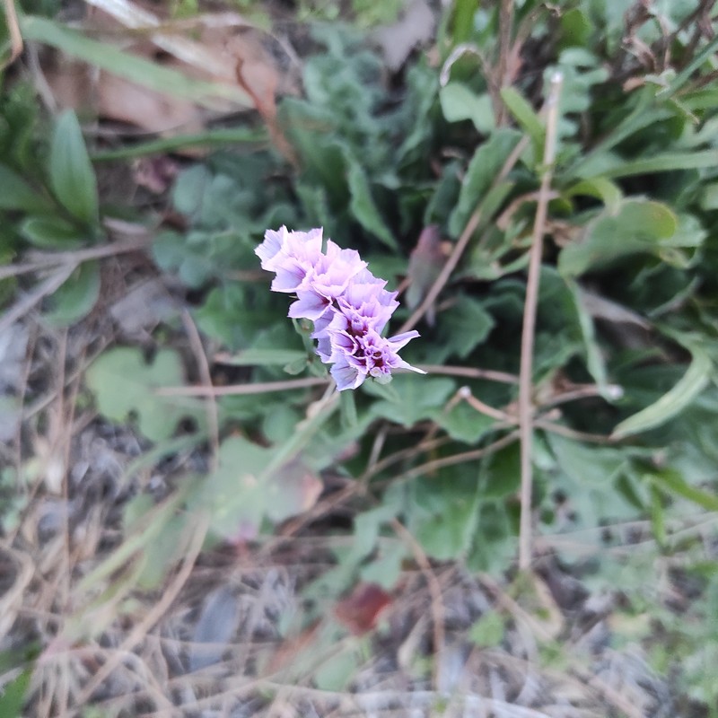 Limonium sinuatum subsp. sinuatum photo 3
