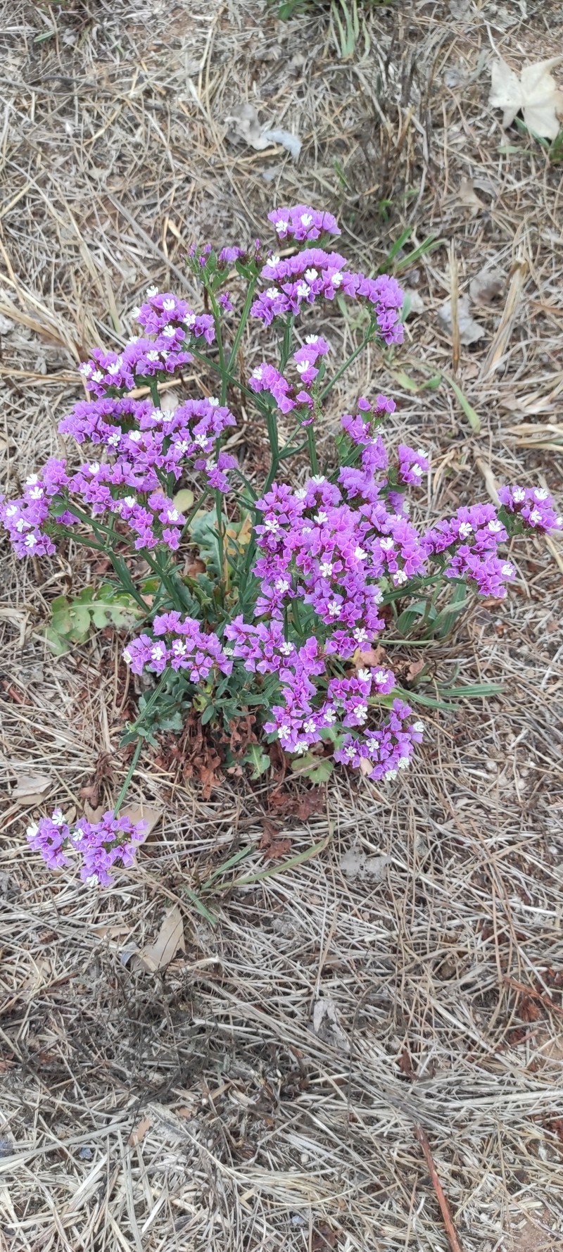 Limonium sinuatum subsp. sinuatum photo 4