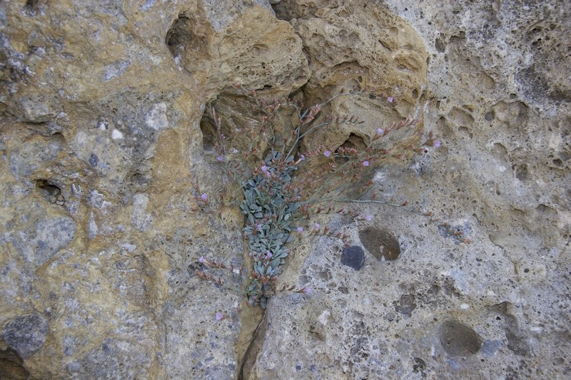 Limonium sougiae