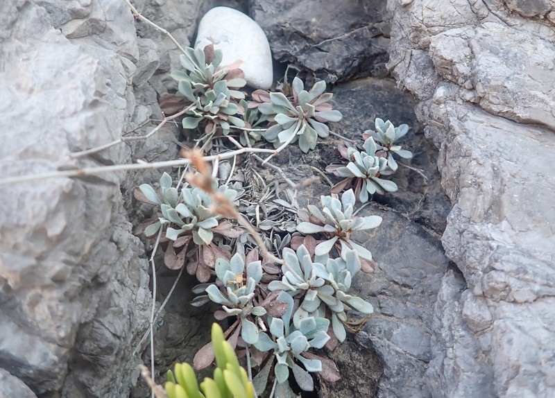 Limonium spreitzenhoferi