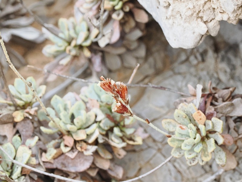 Limonium spreitzenhoferi photo 2