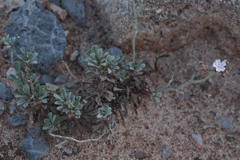 Limonium stenotatum