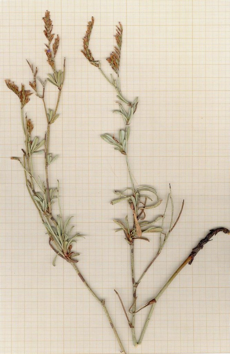 Limonium stenotatum photo 2