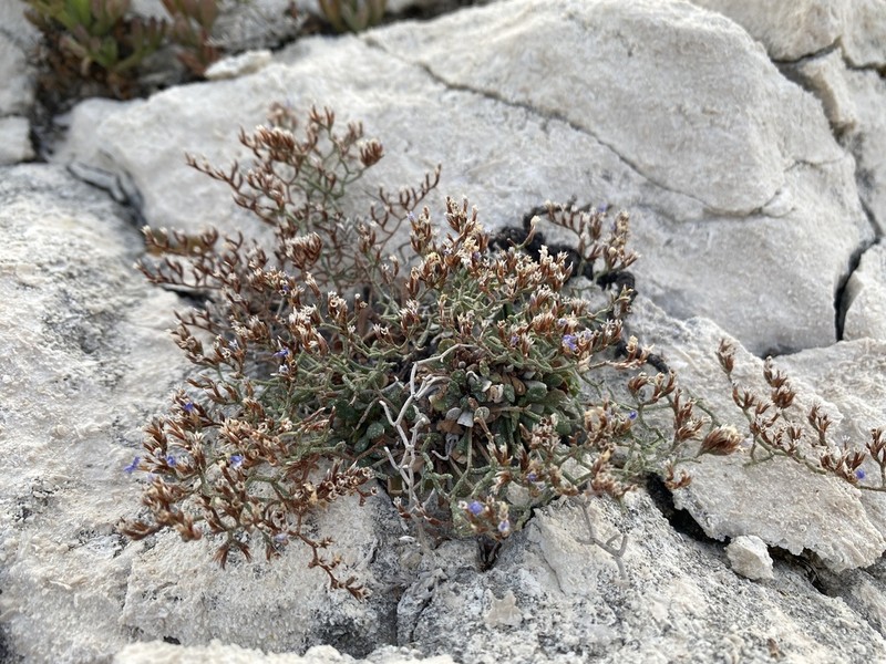 Limonium subanfractum photo 2