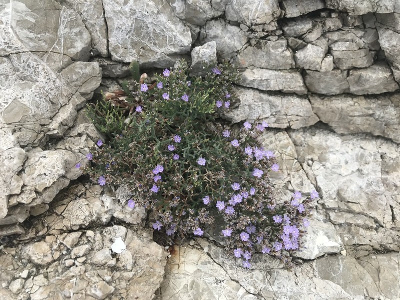 Limonium subanfractum photo 3