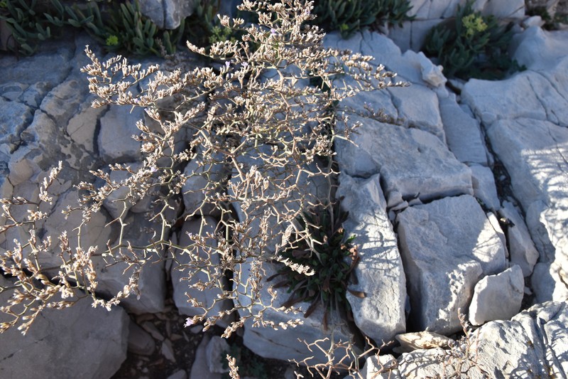 Limonium subanfractum photo 4