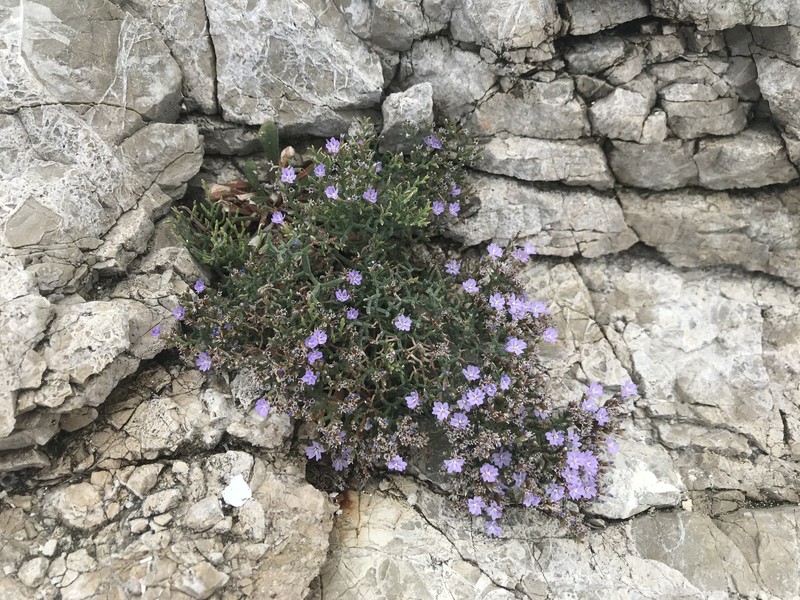 Limonium subanfractum photo 6