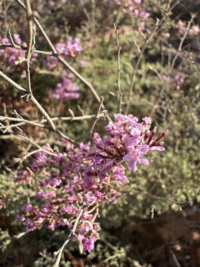Limonium thymoides