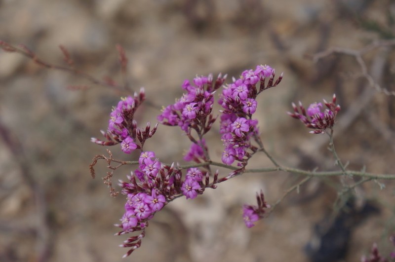 Limonium thymoides photo 2