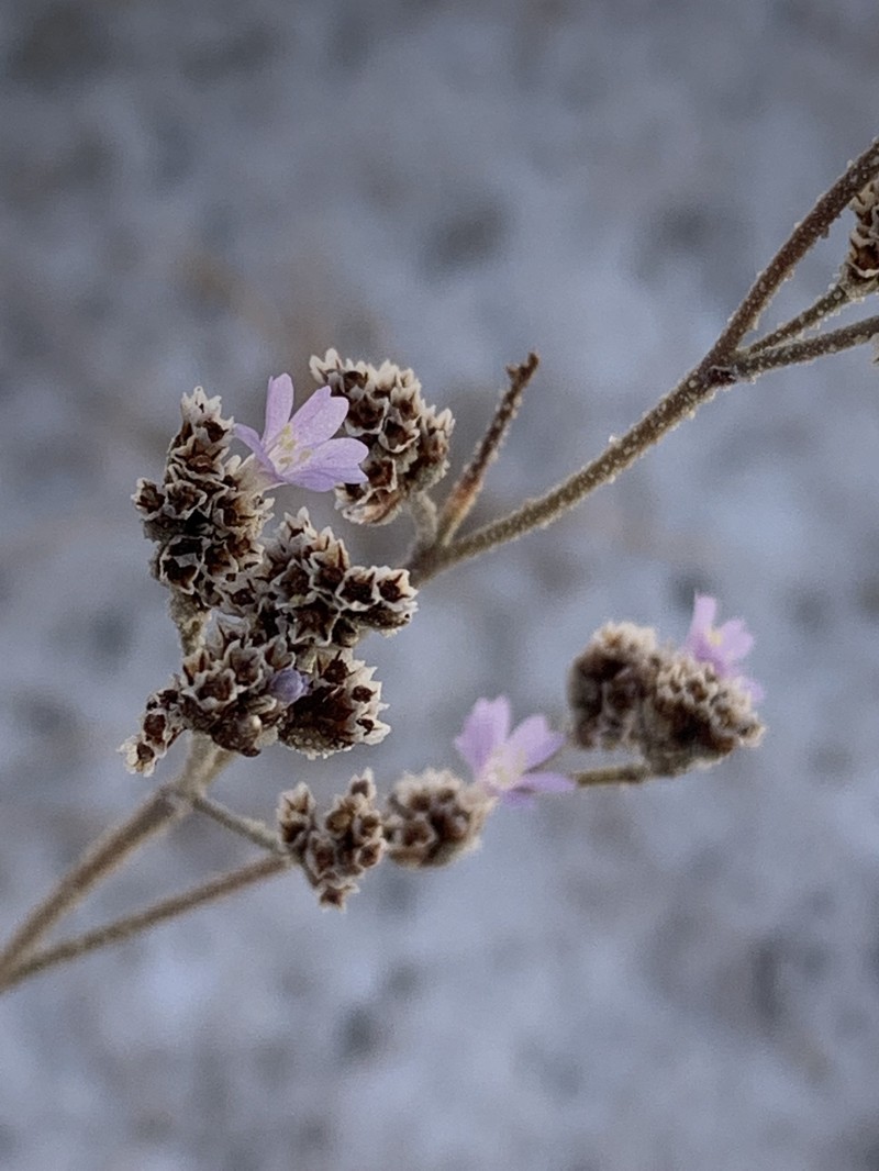 Limonium tobarrense photo 2