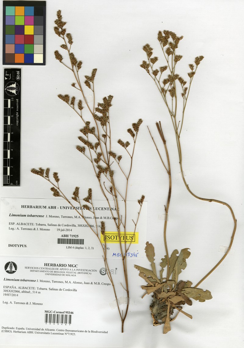 Limonium tobarrense photo 3
