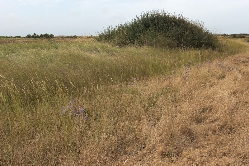 Mediterranean Sea Lavender photo 2