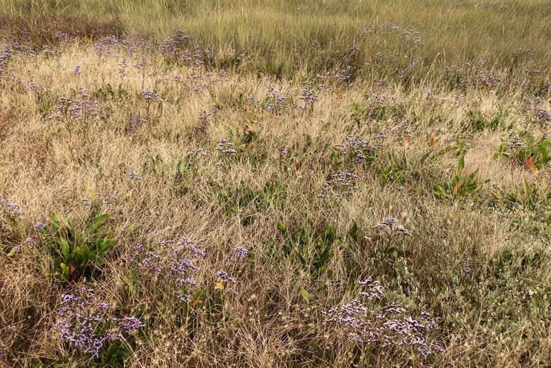 Mediterranean Sea Lavender photo 3