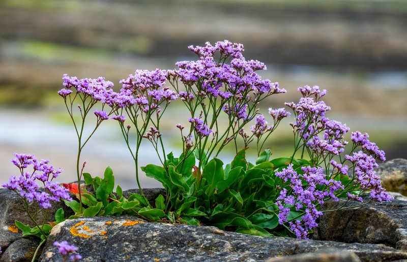 Mediterranean Sea Lavender photo 4