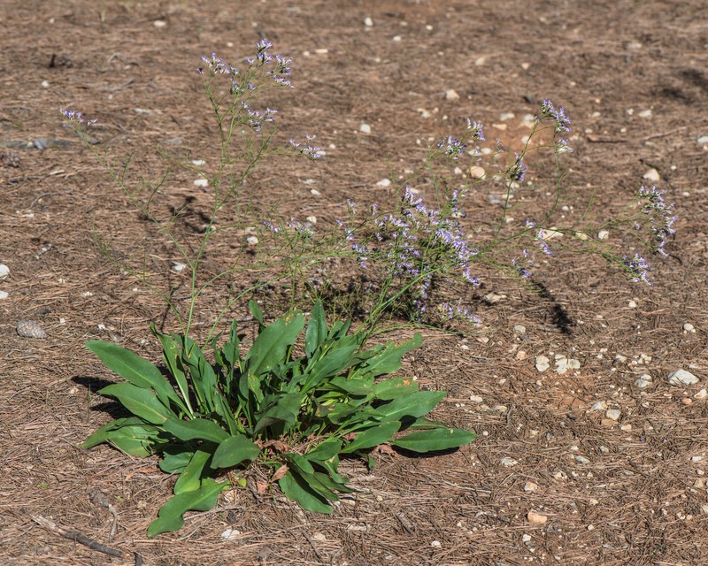 Mediterranean Sea Lavender photo 5
