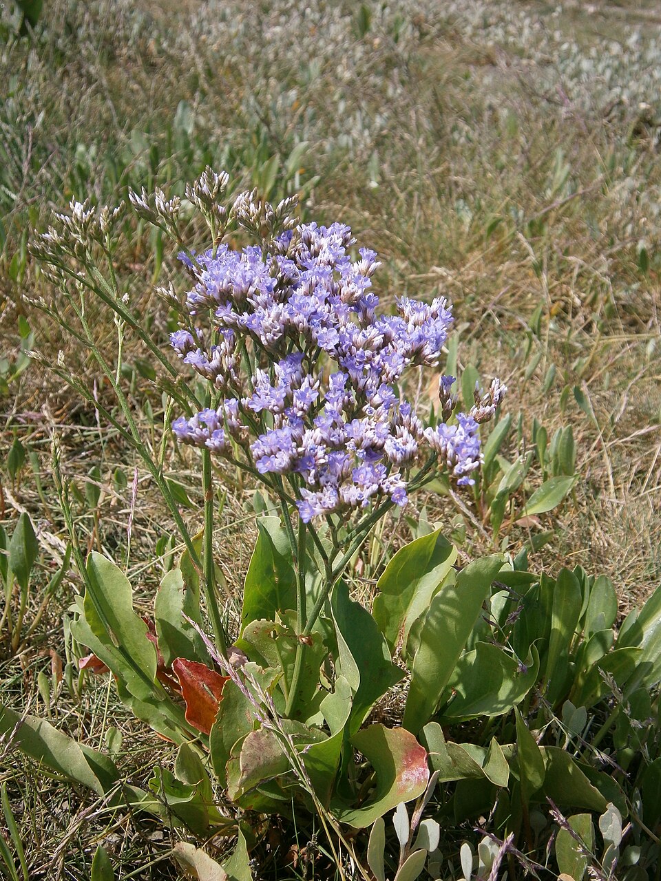 Mediterranean Sea Lavender