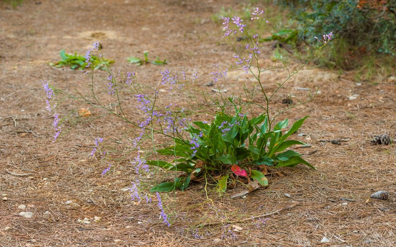 Mediterranean Sea Lavender photo 6